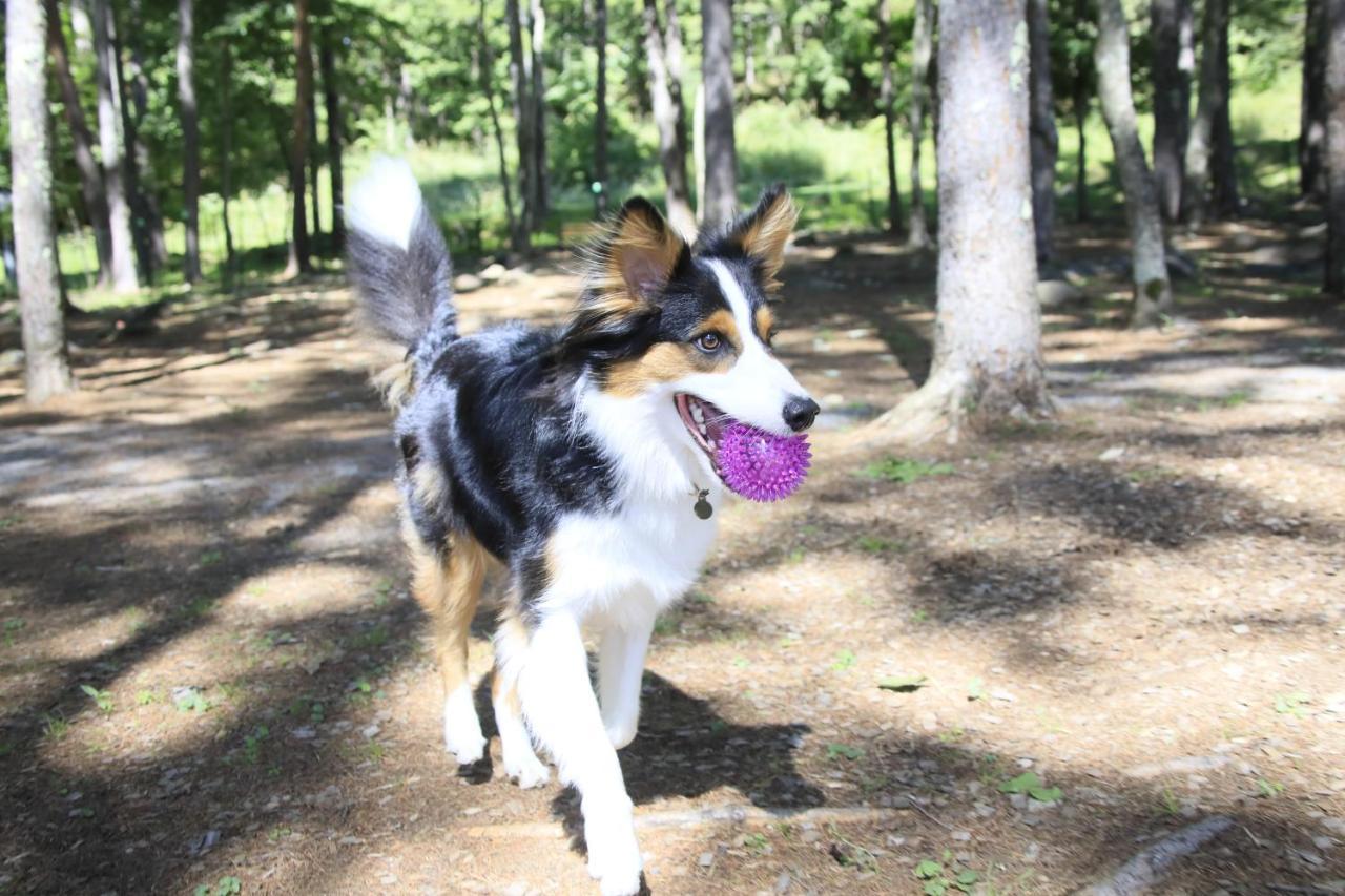 Yutorelo Tateshina Hotel With Dogs Chino Εξωτερικό φωτογραφία